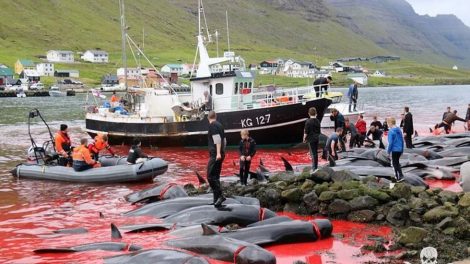 danimarka-Faroeadalarinde-balina-katliami