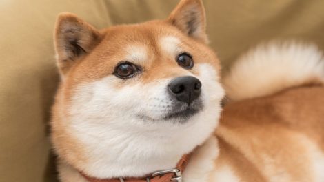 doge-coin-analiz-ne-zaman-1-dolar-1