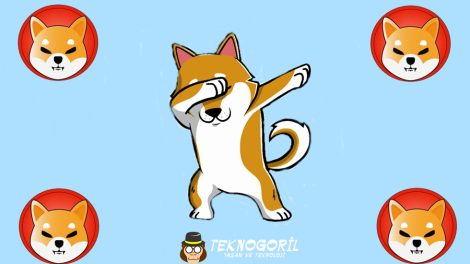 shibaaa